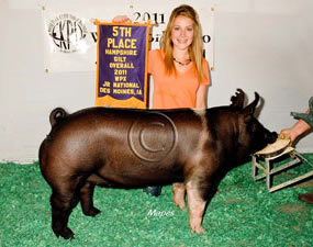 Hamp Gilts